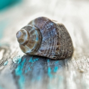 seashell-4297737_640 seashell 4297737 640