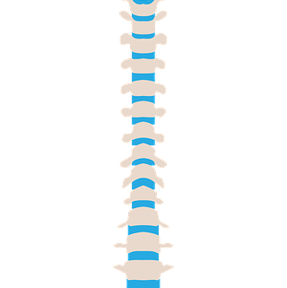 spine 1971478 640