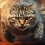 Was ist Tomcat (Server)
